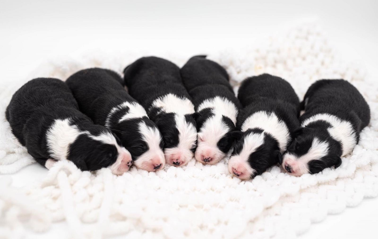 just born puppies