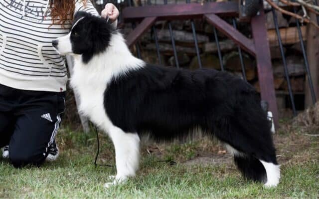 One of our Border Collies Fly