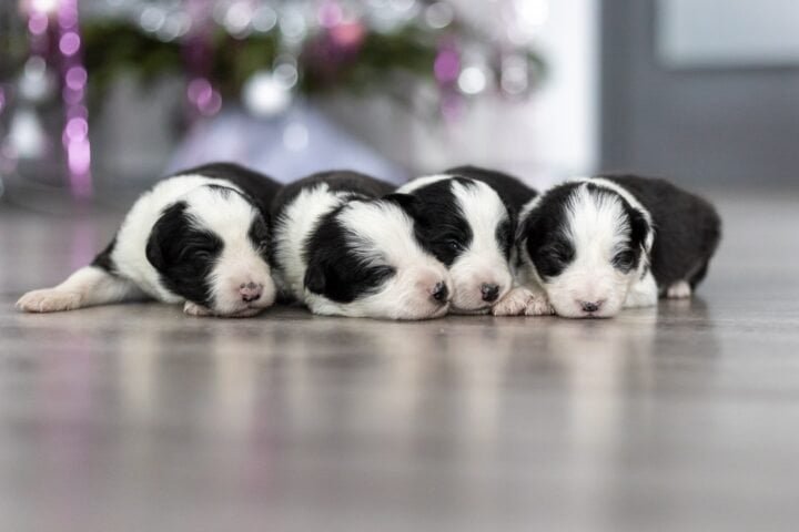 Available Border Collie puppies from kennel Mystery of Black Rose - girls