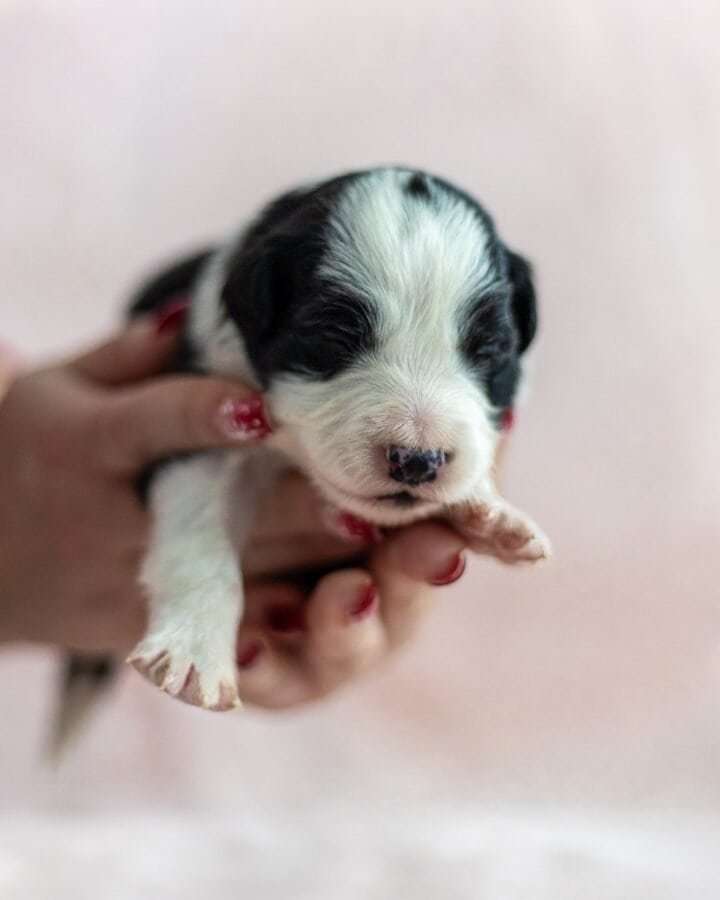 Available Border Collie puppies from kennel Mystery of Black Rose