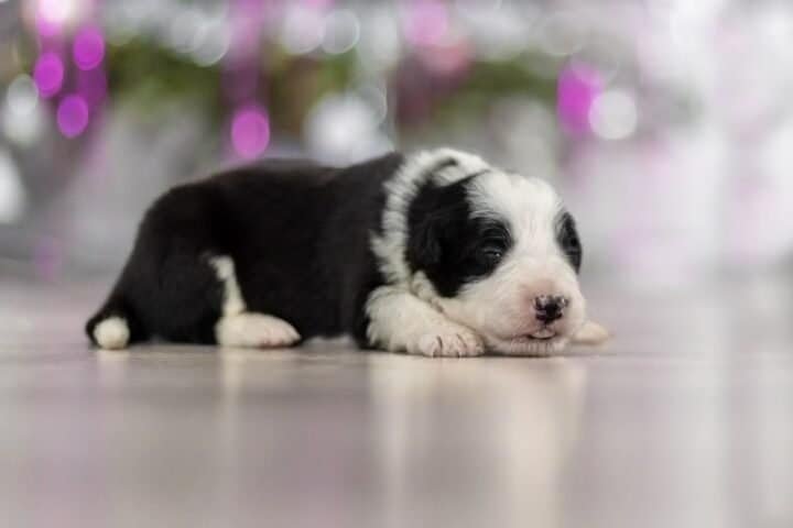 Available Border Collie puppies from kennel Mystery of Black Rose