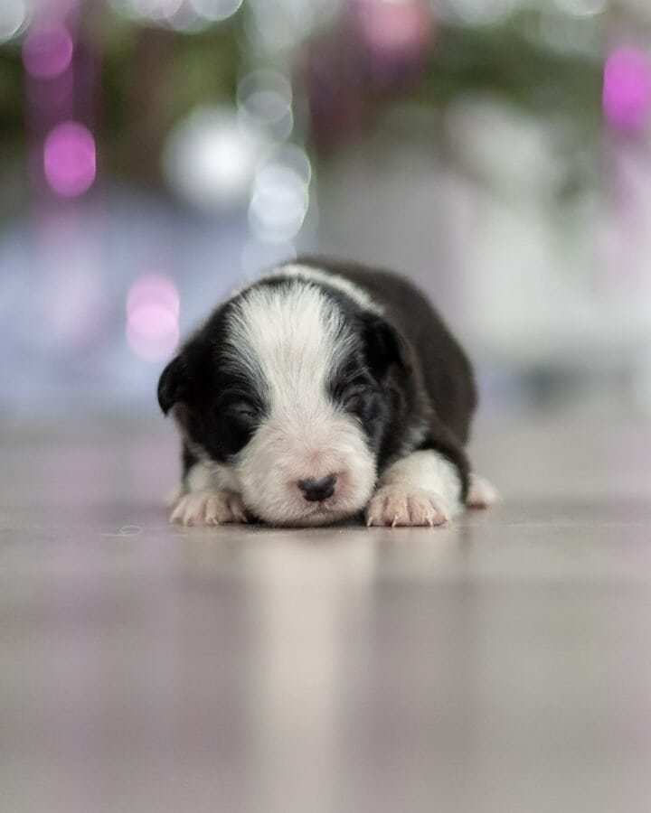 Available Border Collie puppies from kennel Mystery of Black Rose