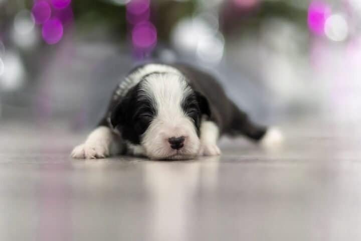 Available Border Collie puppies from kennel Mystery of Black Rose -