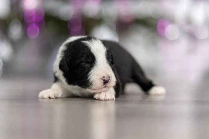 Available Border Collie puppies from kennel Mystery of Black Rose