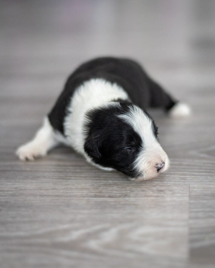 Available Border Collie puppies from kennel Mystery of Black Rose
