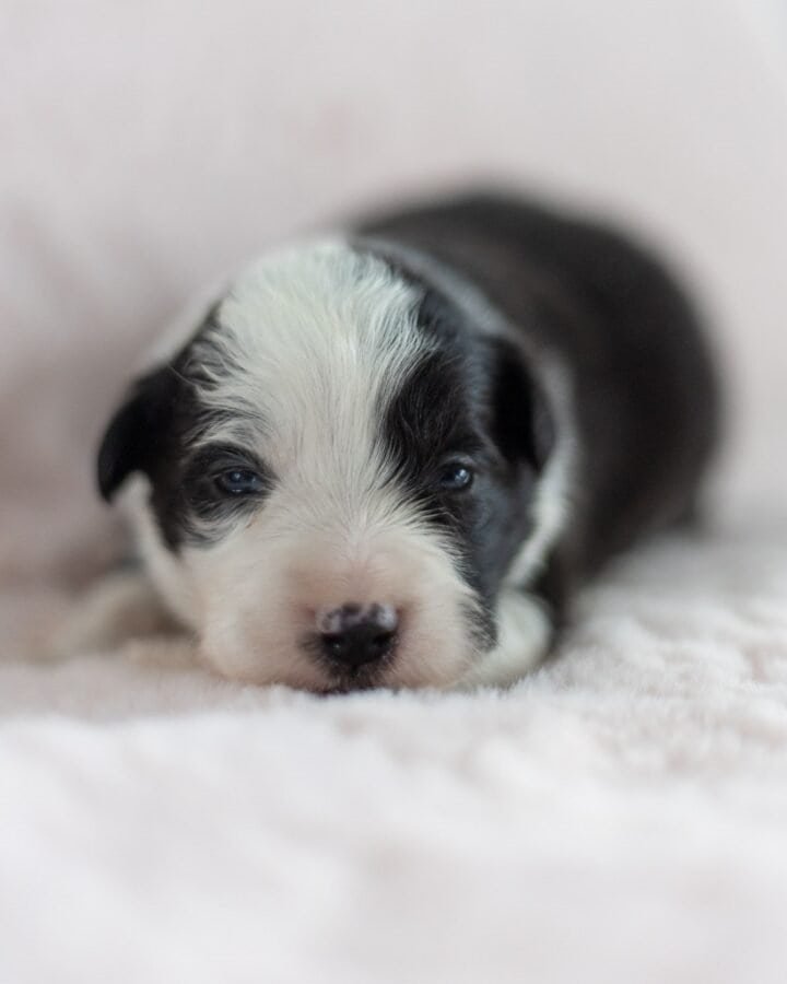 Available Border Collie puppies from kennel Mystery of Black Rose