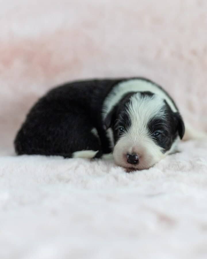 Available Border Collie puppies from kennel Mystery of Black Rose