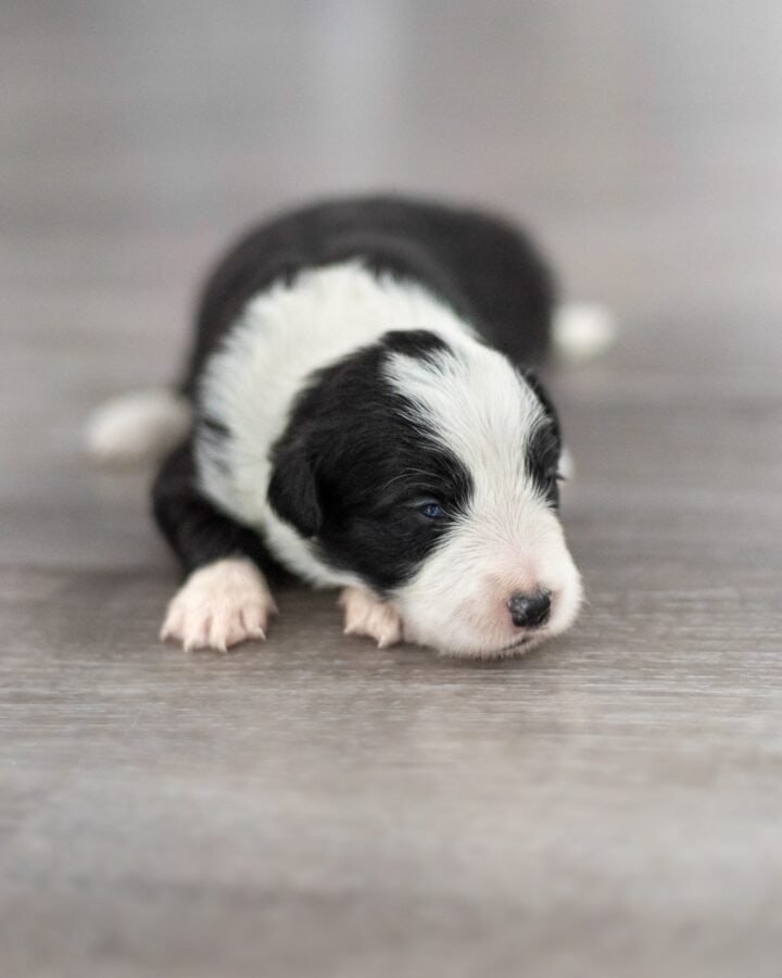 Available Border Collie puppies from kennel Mystery of Black Rose