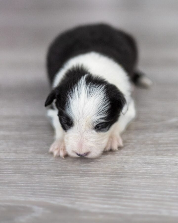 Available Border Collie puppies from kennel Mystery of Black Rose