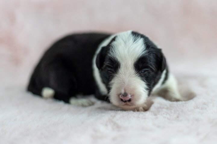 Available Border Collie puppies from kennel Mystery of Black Rose