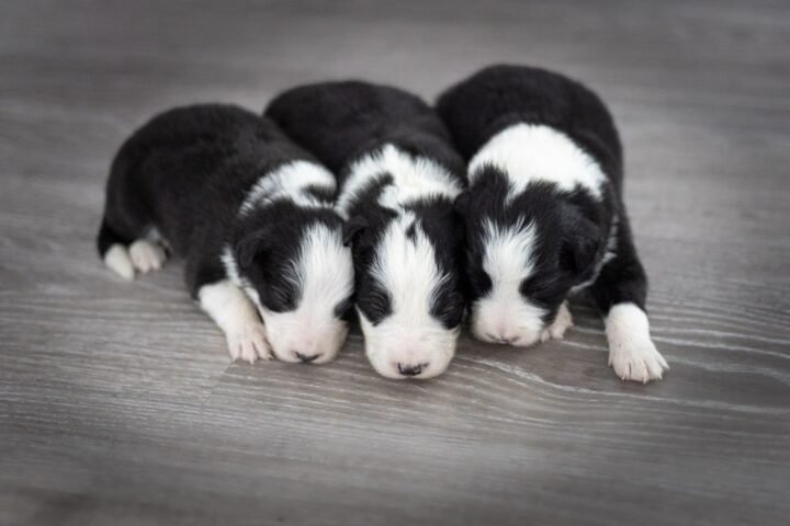 Available Border Collie puppies from kennel Mystery of Black Rose - boys