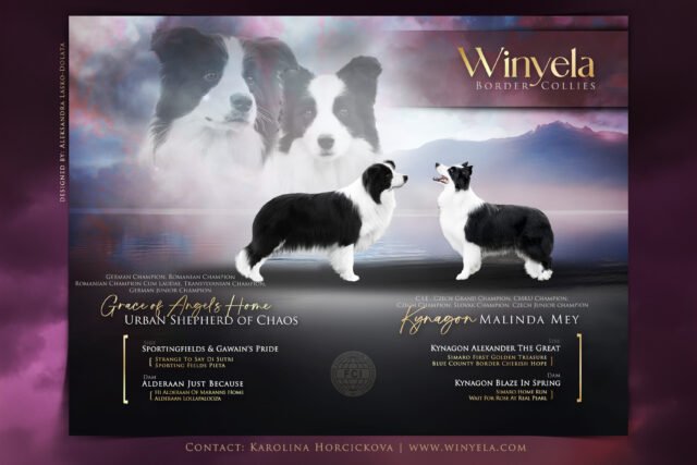 Winyela Breeding Kennel Expected Litter E