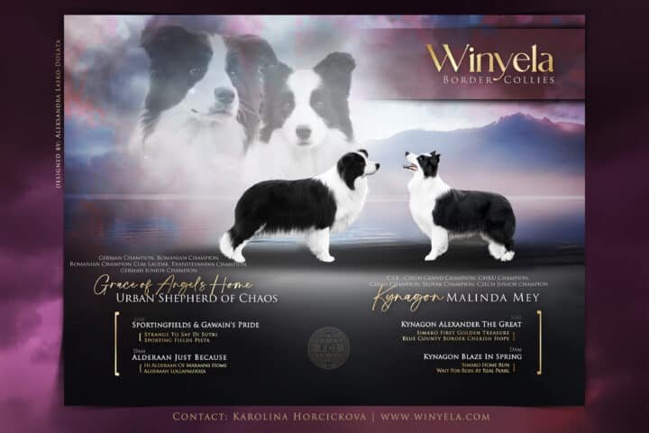 Winyela Breeding Kennel Expected Litter E