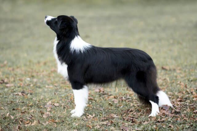 Huntly Taste The Rainbow "Maeve"