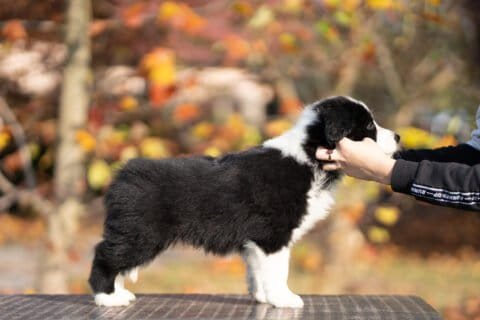 A person petting a black and white puppy.