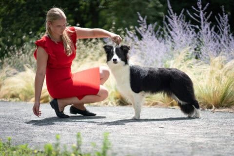 One of our Border Collies Suri