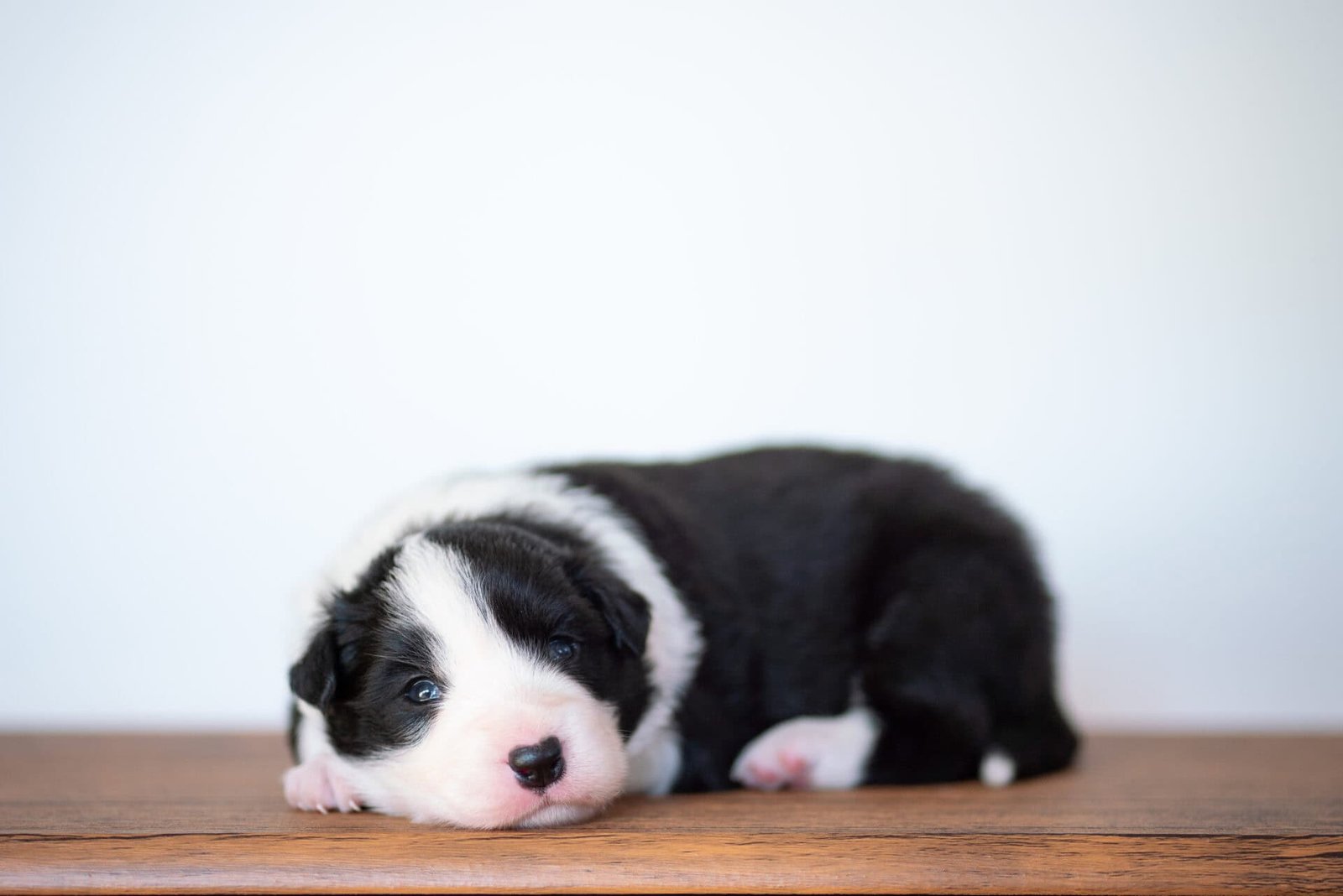 Suri, one of the puppies