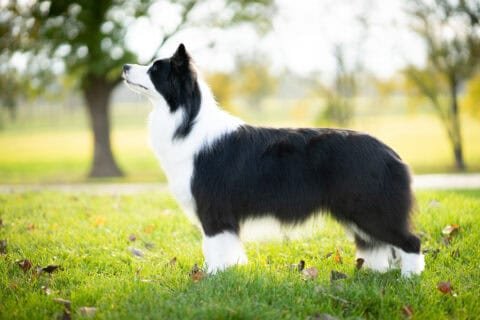 One of our Border Collies Rheia