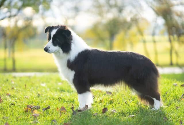 One of our Border Collies Summer