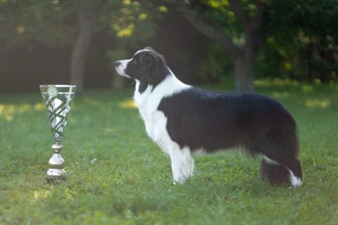 One of our Border Collies Tara