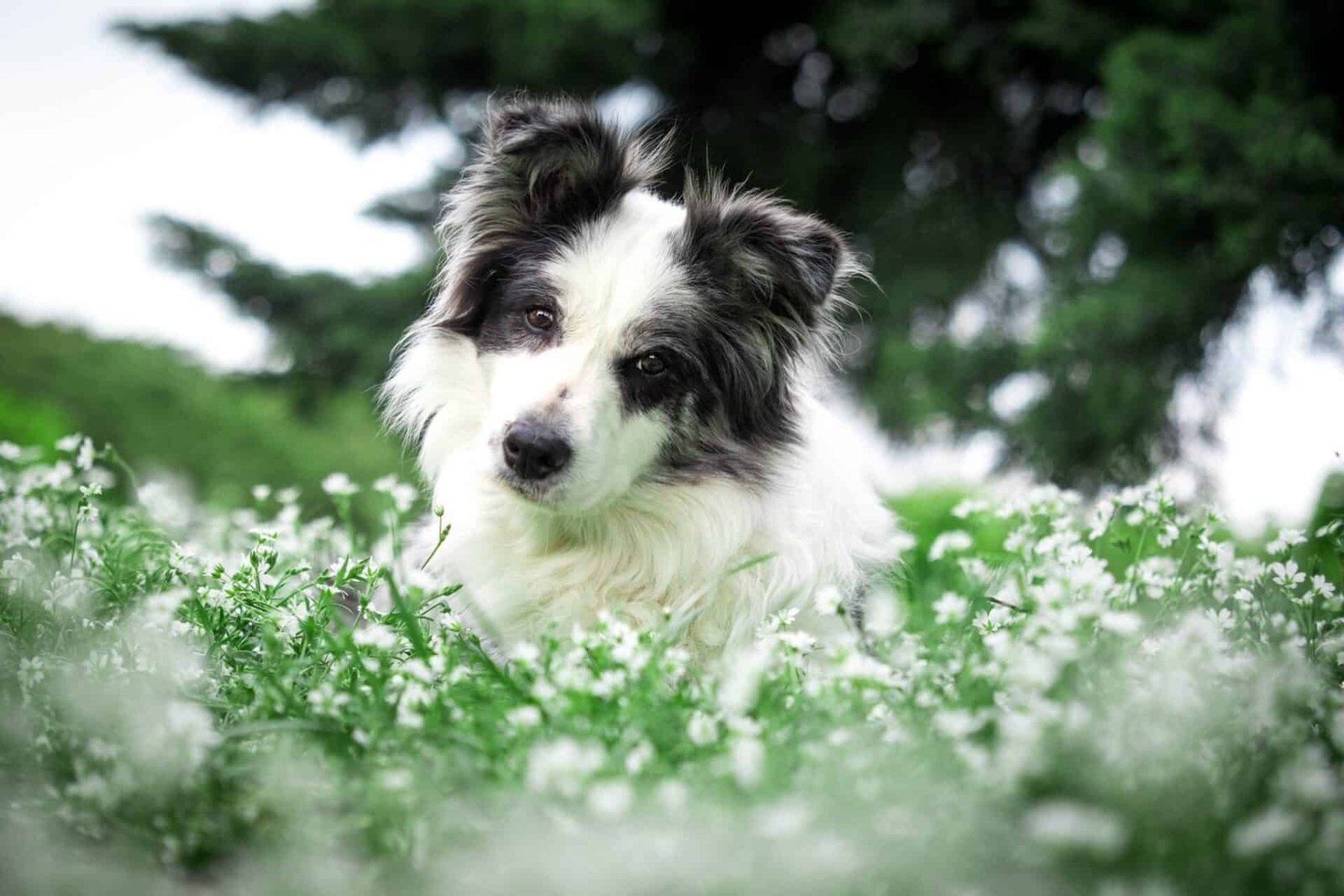 One of our Border Collies Aki