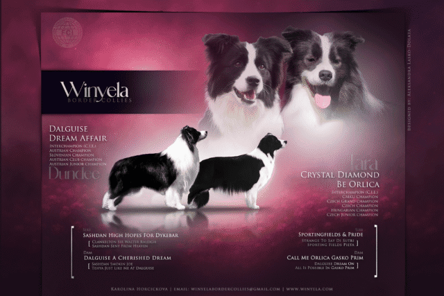 Border Collie puppies at Winyela