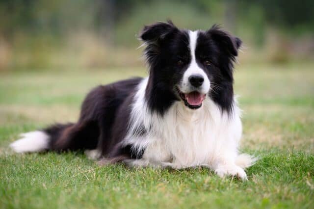 One of our Border Collies Morty