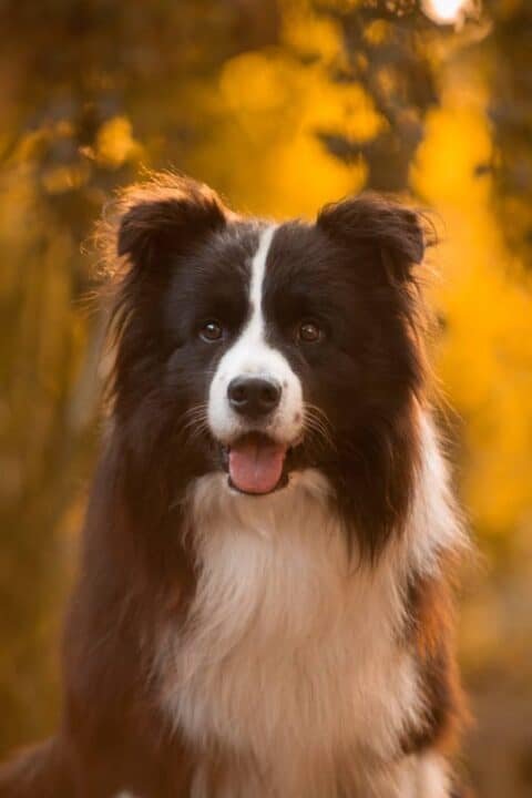 One of our Border Collies Remi